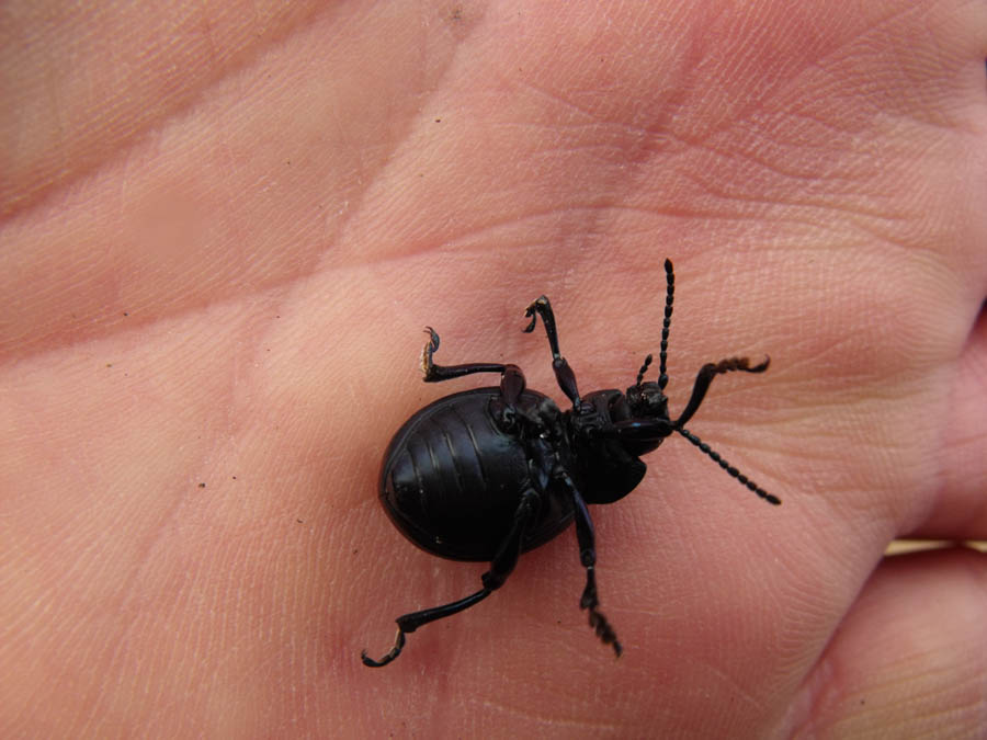 Coleottero maremmano da id